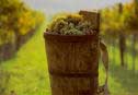 Tokaj
